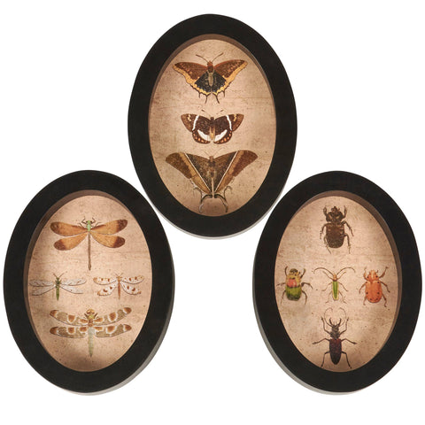 Insect Study Hanging Decor Set