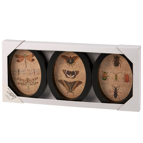 Insect Study Hanging Decor Set